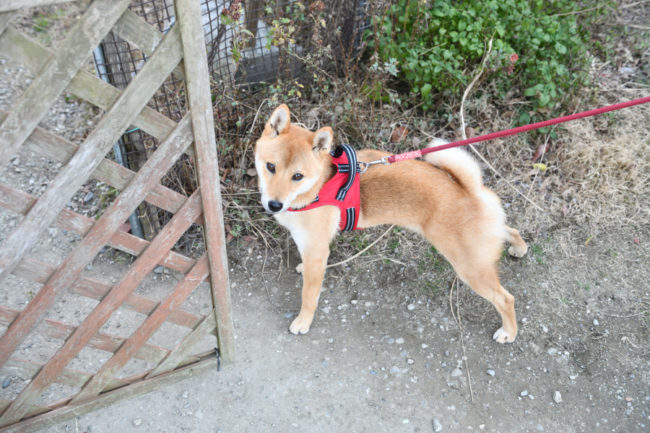柴犬丸くん1歳の写真