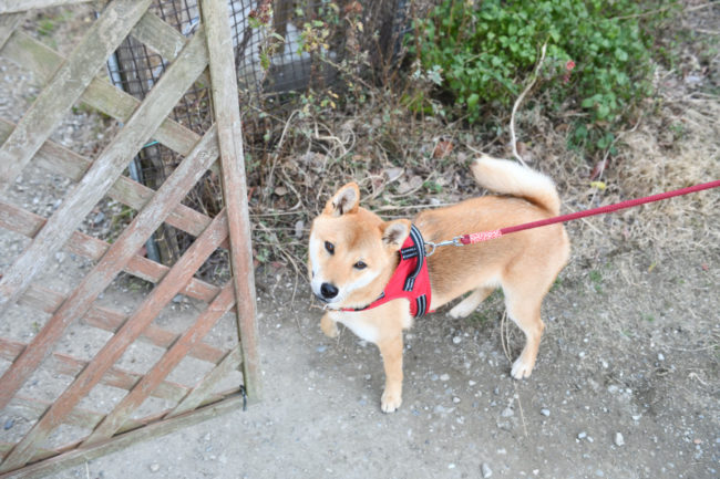 柴犬丸くん1歳の写真