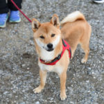 柴犬丸くん1歳の写真