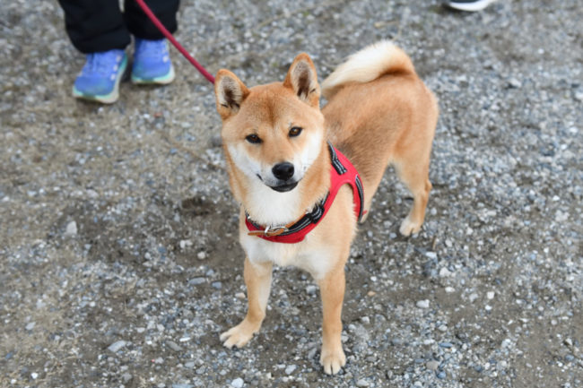 柴犬丸くん1歳の写真