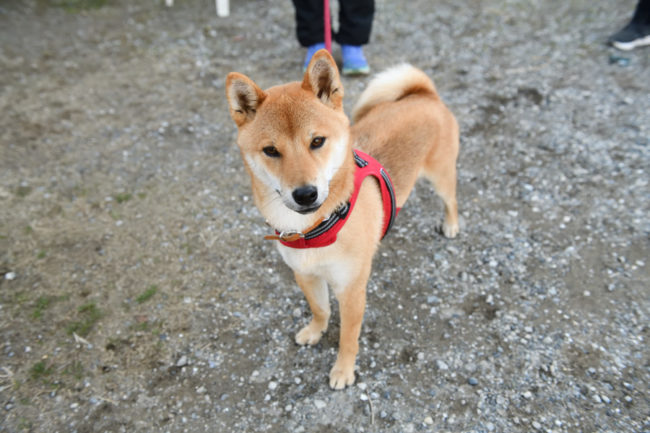 首を傾げる柴犬丸くん