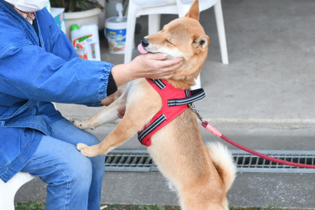 柴犬丸くん1歳の写真