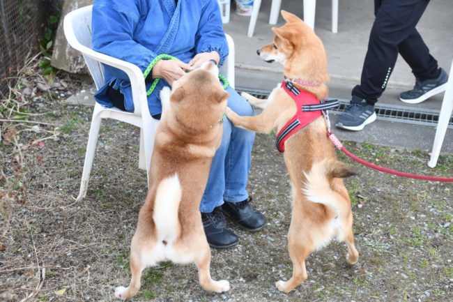 柴犬丸くん1歳の写真