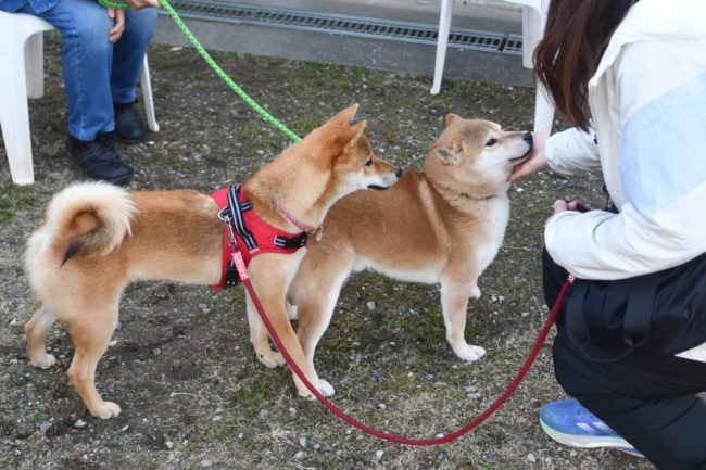 菊次郎くんと丸くん