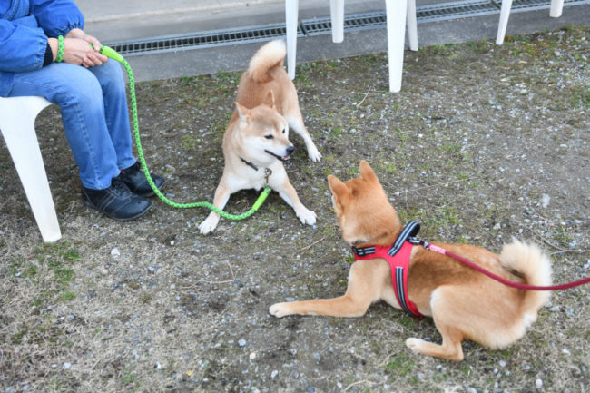 お父さんの菊次郎くんと丸くん