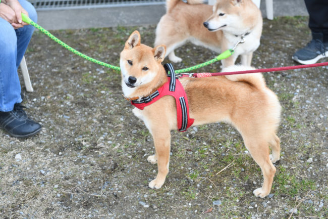 柴犬丸くんと父親の菊次郎くん