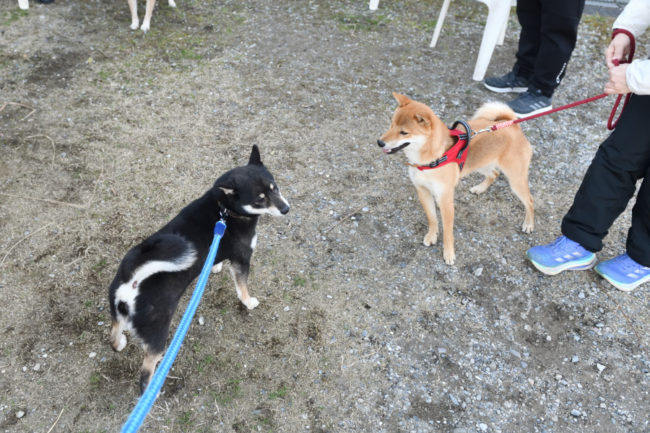 お母さんの花ちゃんと丸くんの再会