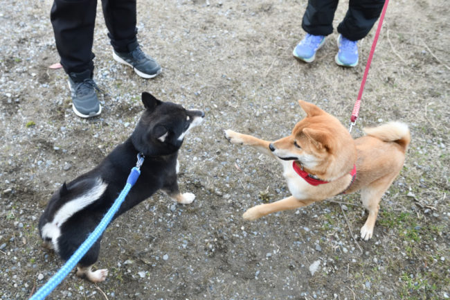 お母さんの花ちゃんと丸くんの再会