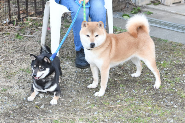 赤柴菊次郎くんと黒柴花ちゃん