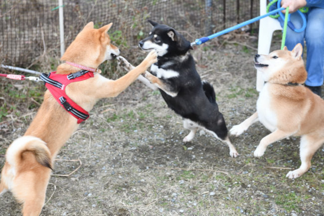柴犬両親と遊ぶ子どもの丸くん