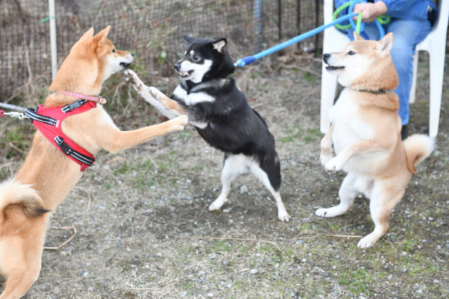柴犬両親と遊ぶ子どもの丸くん