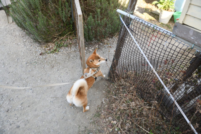 犬舎の入り口で待ち構えるこころちゃん