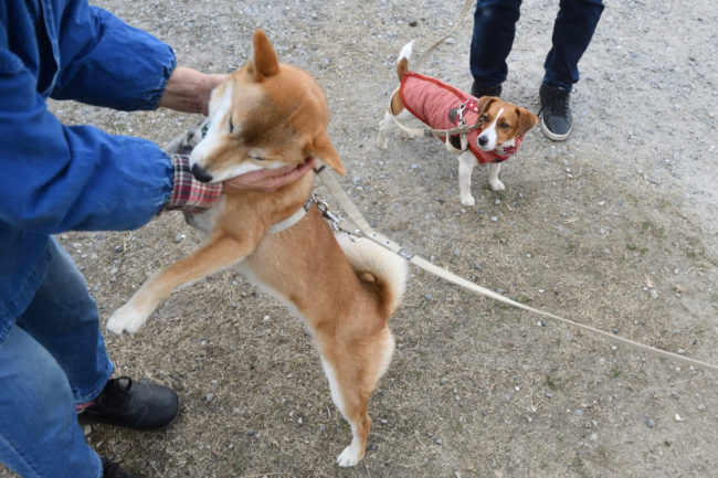 久しぶり！と歓迎してくれるこころちゃん