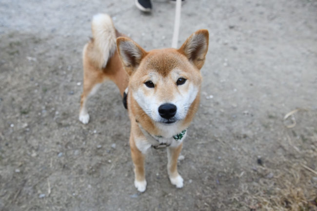 柴犬こころちゃん1歳