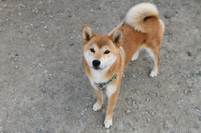 柴犬こころちゃん