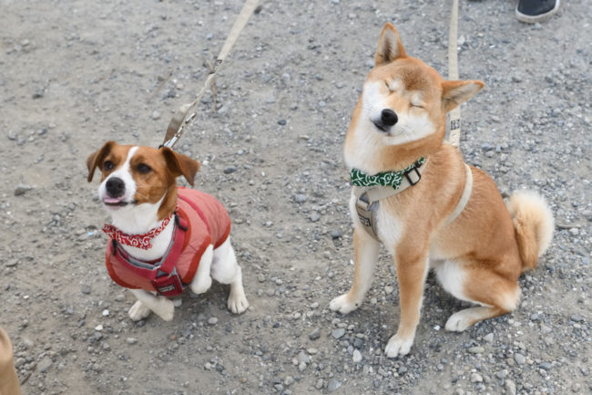 柴犬こころちゃんとジャックラッセルテリアのみやびちゃん
