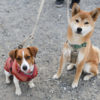 柴犬こころちゃんとジャックラッセルテリアのみやびちゃん