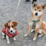 柴犬こころちゃんとジャックラッセルテリアのみやびちゃん