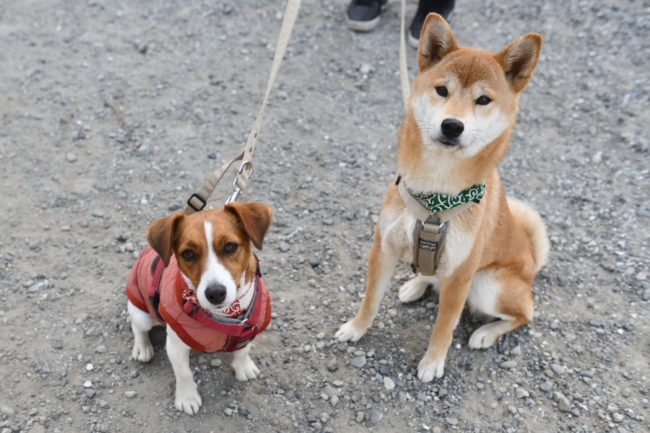 柴犬こころちゃんとジャックラッセルテリアのみやびちゃん