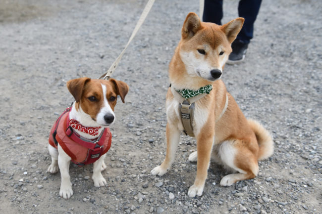 柴犬こころちゃんとジャックラッセルテリアのみやびちゃん