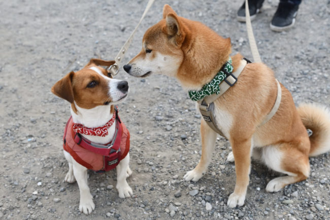 柴犬こころちゃんとジャックラッセルテリアのみやびちゃん