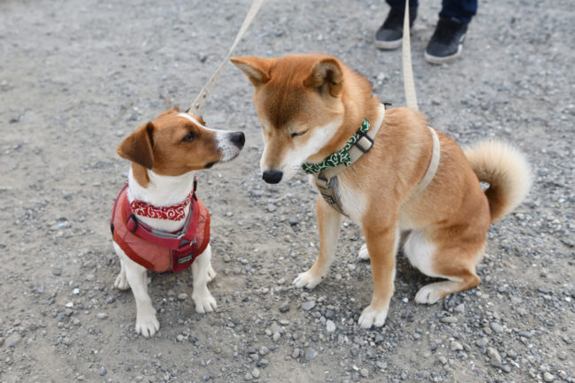 柴犬こころちゃんとジャックラッセルテリアのみやびちゃん