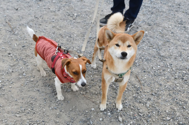 柴犬こころちゃんとジャックラッセルテリアのみやびちゃん