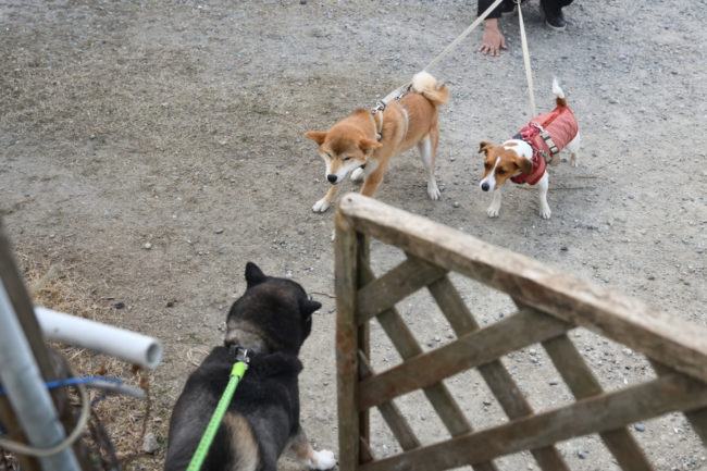 黒柴チコちゃんと娘のこころちゃん