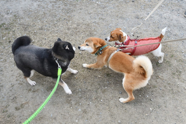 黒柴チコちゃんと娘のこころちゃん