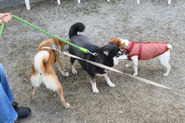 黒柴チコちゃんと娘のこころちゃん