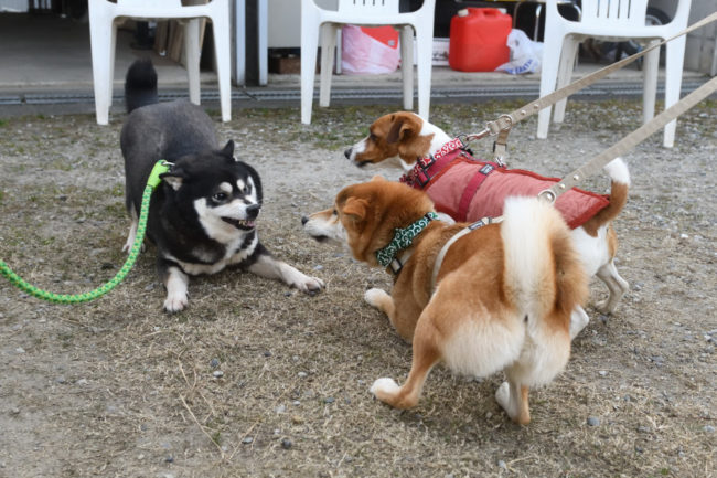 黒柴チコちゃんと娘のこころちゃん