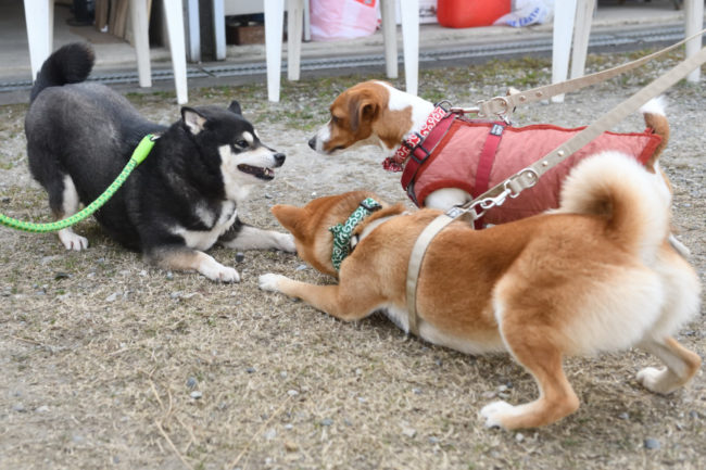 黒柴チコちゃんと娘のこころちゃん