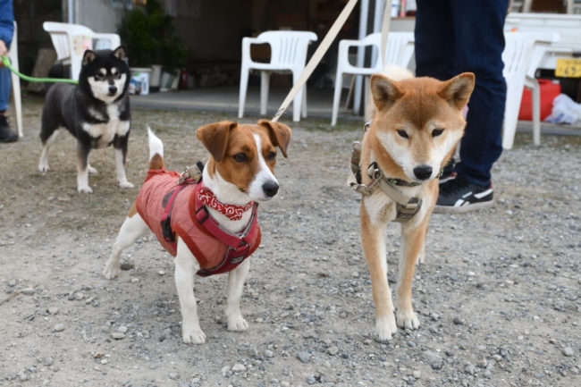 みやびちゃんとこころちゃんコンビを見守る黒柴チコちゃん