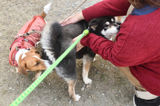 黒柴チコちゃんとジャックラッセルテリアのみやびちゃん