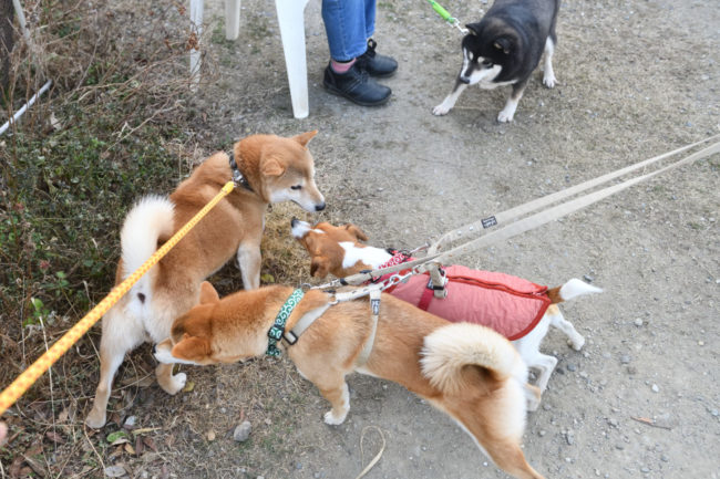 娘と再会する赤柴菊次郎くん