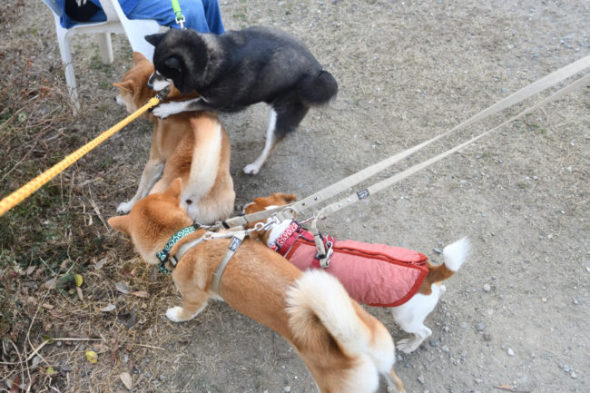 菊次郎くんとチコちゃん