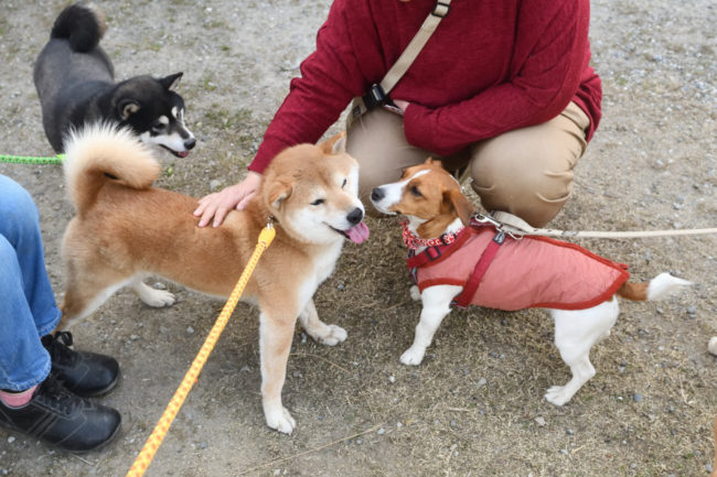 モテる柴犬菊次郎くん