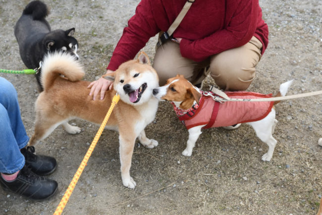 モテる柴犬菊次郎くん