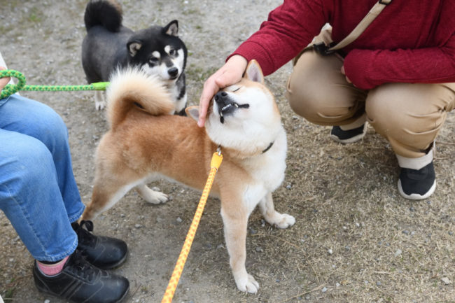 モテる柴犬菊次郎くん