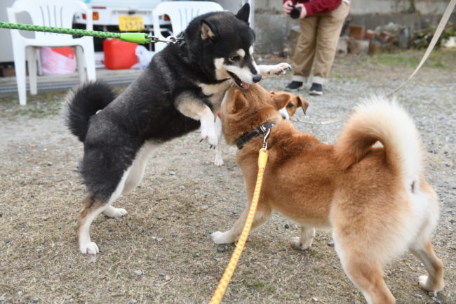 柴犬菊次郎くんと黒柴チコちゃん