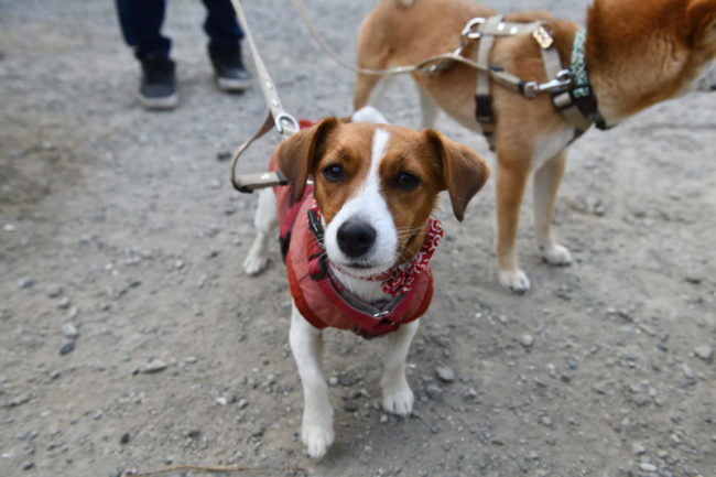 ジャックラッセルテリアのみやびちゃん