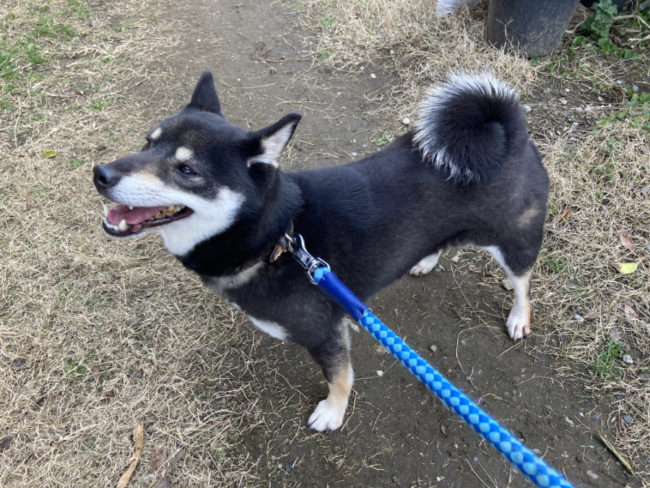 黒柴花ちゃん2026