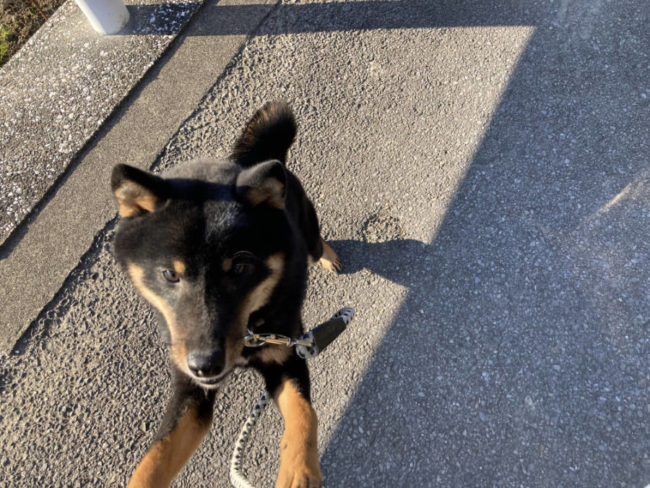 おねだりはんぞう君