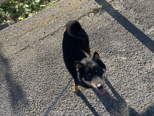 黒柴はんぞう君