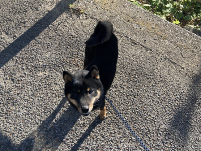 黒柴はんぞう君