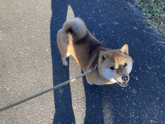 柴犬凪ちゃん2026