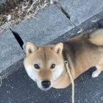 柴犬凪ちゃん2026