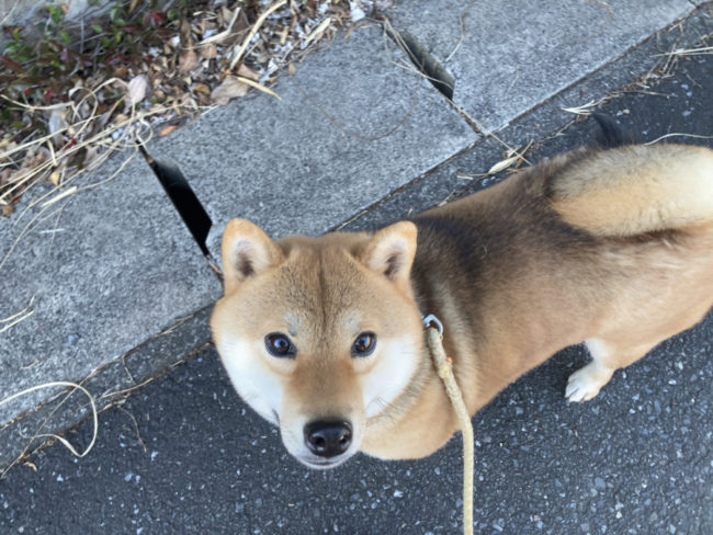 柴犬凪ちゃん2026