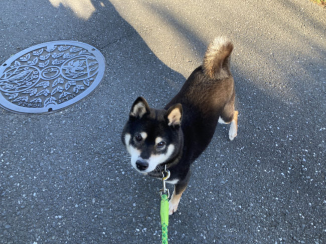 黒柴唯ちゃん2026