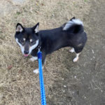 黒柴花ちゃん2026